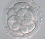 8細胞期